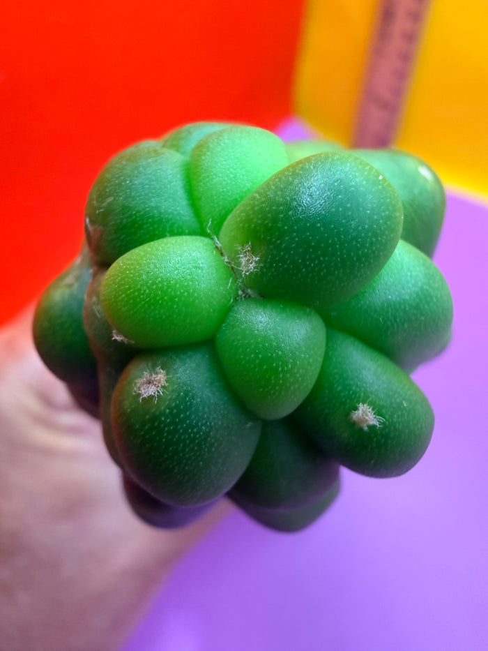 Monstrose San Pedro cactus - TPM !