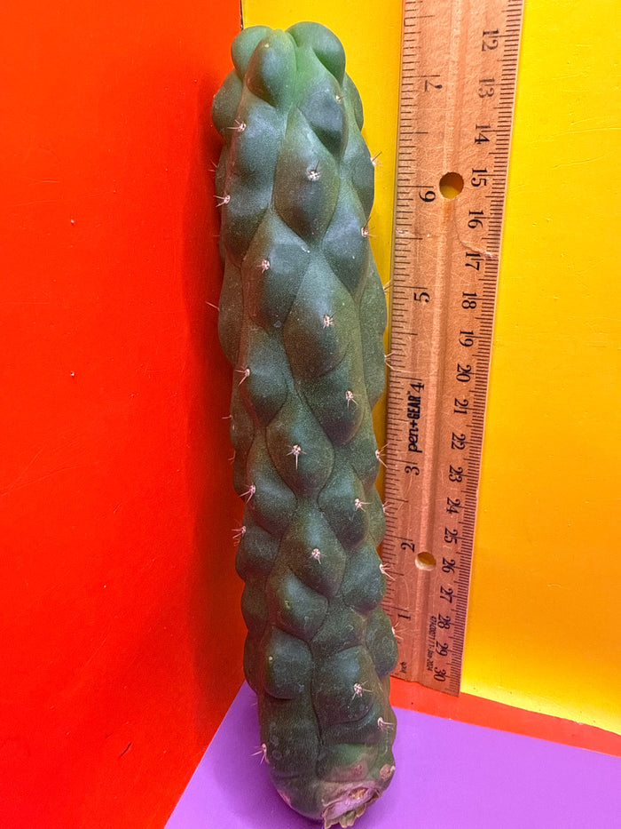 Monstrose San Pedro Cactus! This exact one
