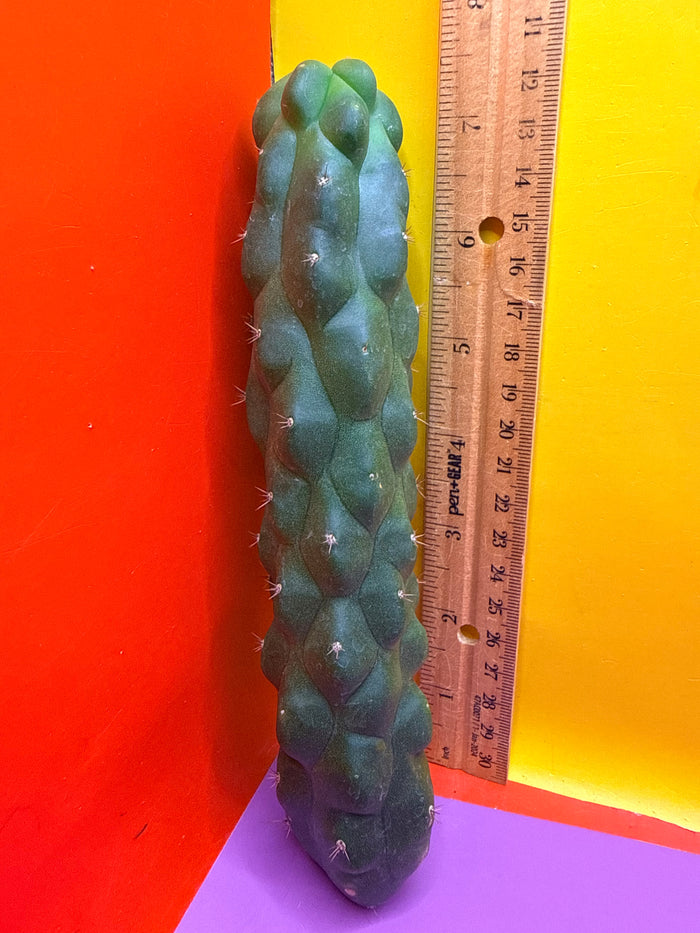 Monstrose San Pedro Cactus! This exact one