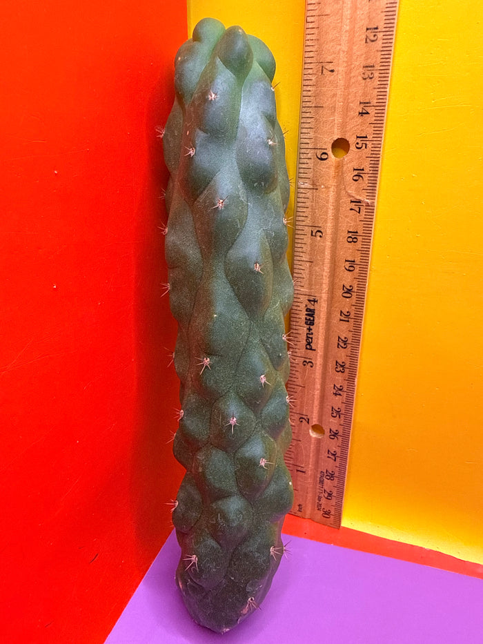 Monstrose San Pedro Cactus! This exact one