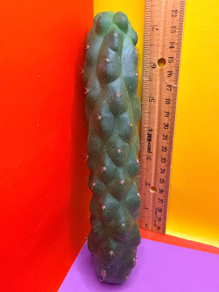 Monstrose San Pedro Cactus! This exact one