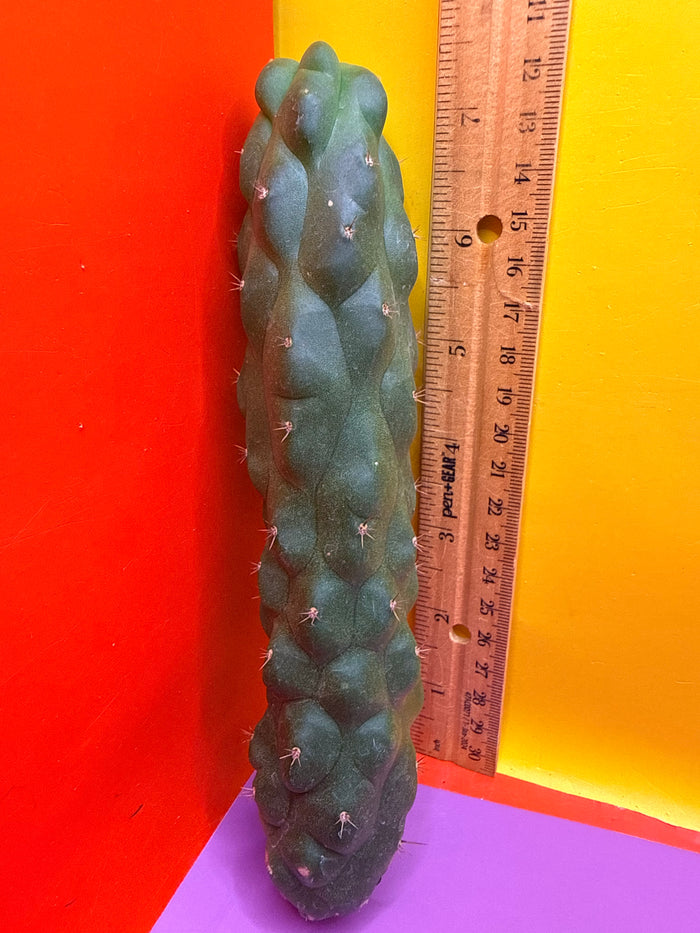 Monstrose San Pedro Cactus! This exact one