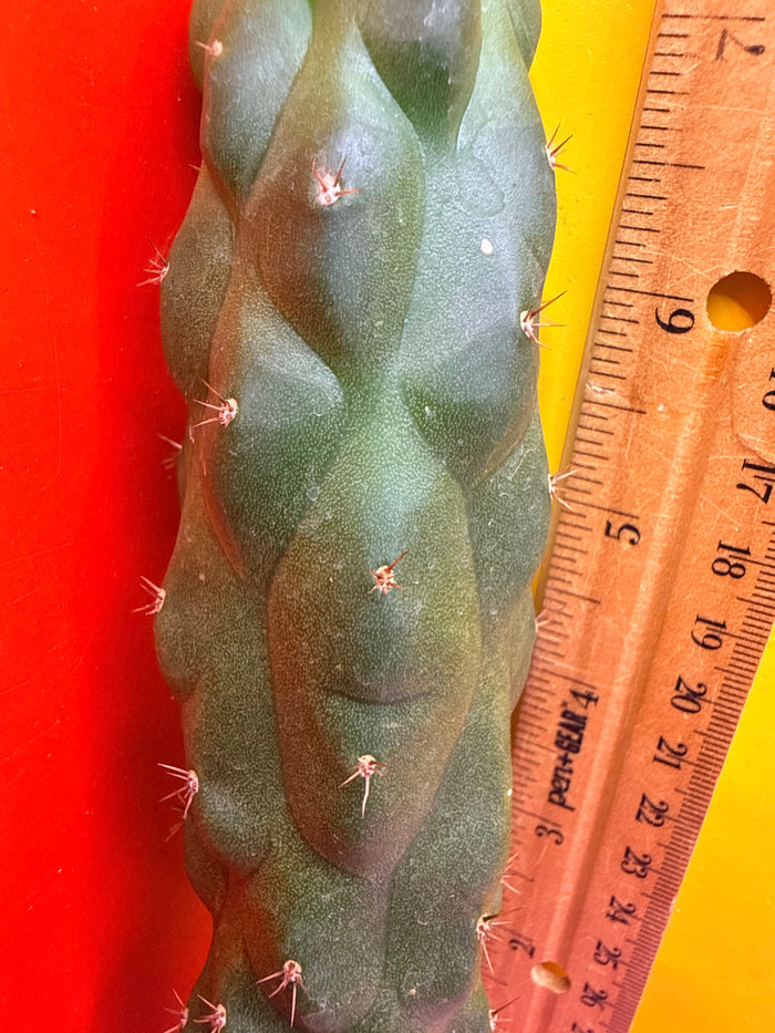 Monstrose San Pedro Cactus! This exact one