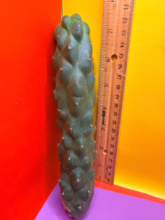 Monstrose San Pedro Cactus! This exact one