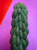 Monstrose San Pedro cactus !! Tip is about to crest !