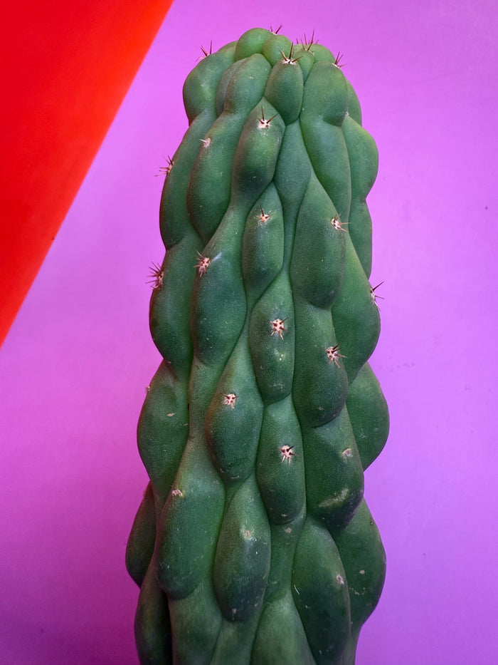 Monstrose San Pedro cactus !! Tip is about to crest !