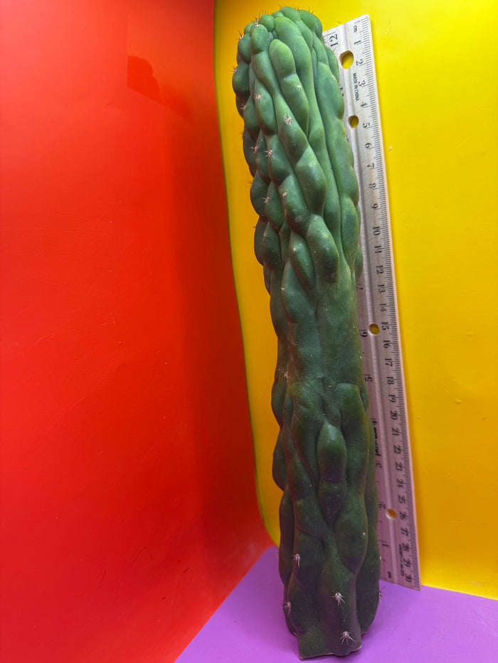 Monstrose San Pedro cactus !! Tip is about to crest !