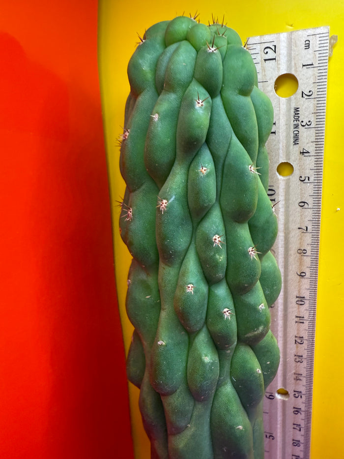 Monstrose San Pedro cactus !! Tip is about to crest !
