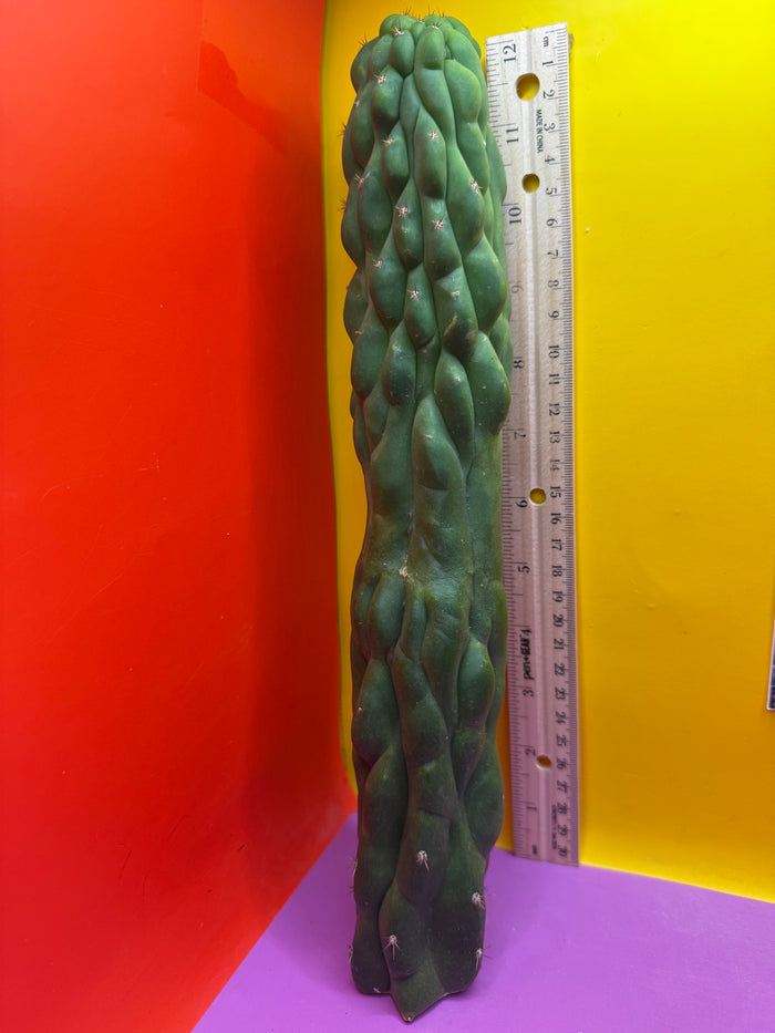 Monstrose San Pedro cactus !! Tip is about to crest !