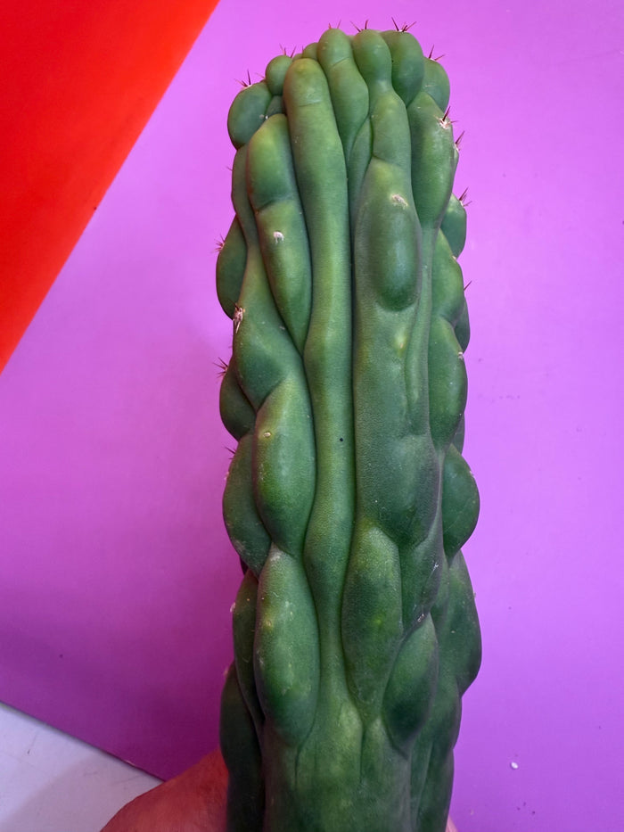 Monstrose San Pedro cactus !! Tip is about to crest !
