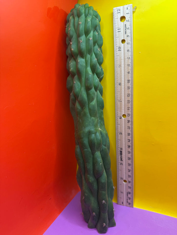 Monstrose San Pedro cactus !! Tip is about to crest !