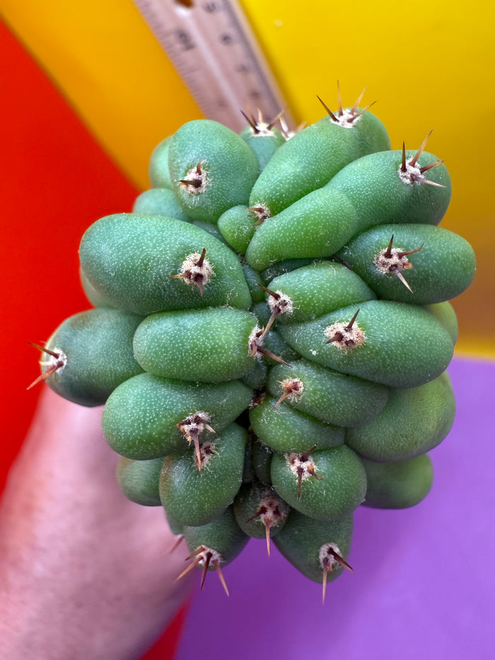 Monstrose San Pedro cactus !! Tip is about to crest !