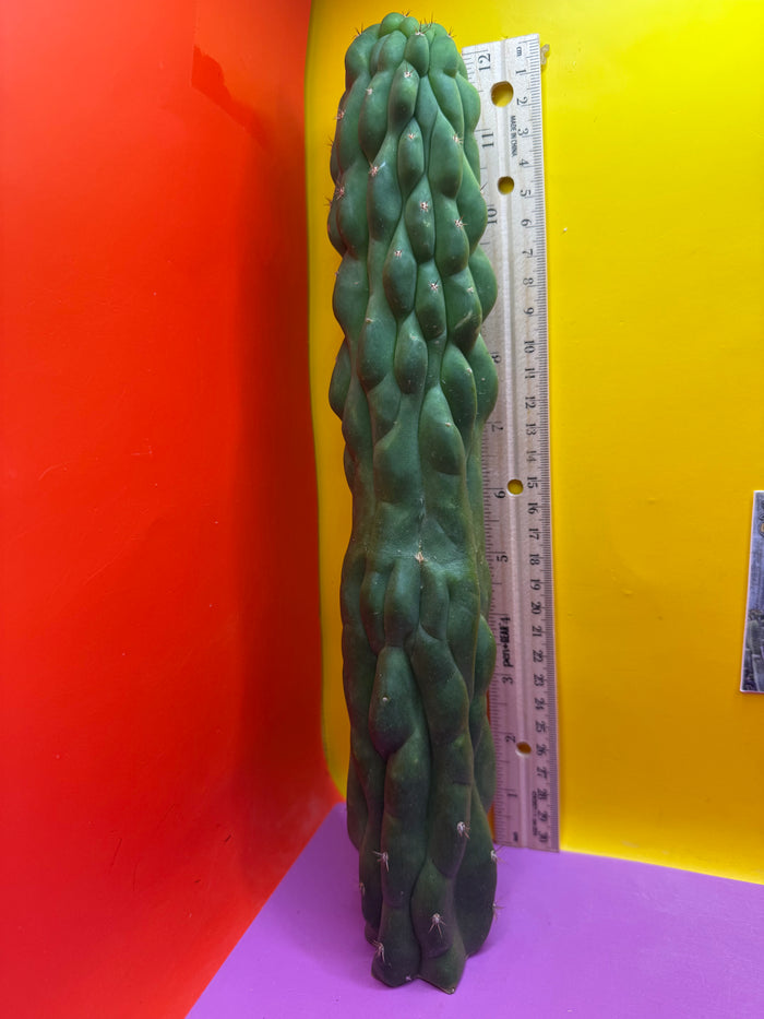 Monstrose San Pedro cactus !! Tip is about to crest !