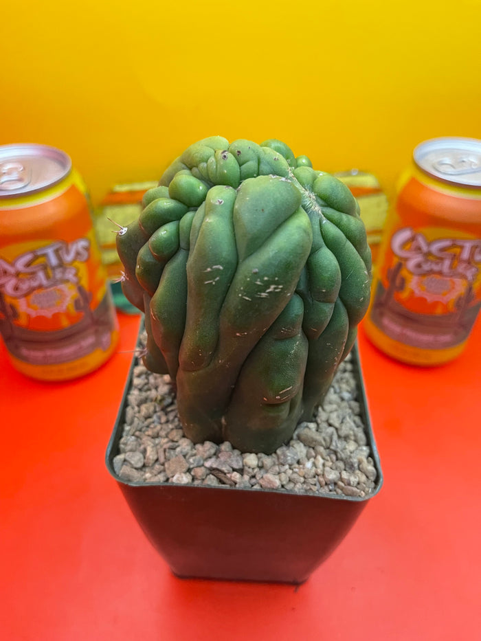 Monstrose San Pedro Cactus 🌵