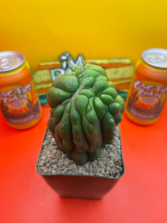 Monstrose San Pedro Cactus 🌵