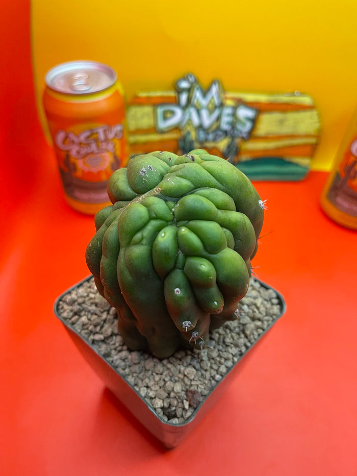 Monstrose San Pedro Cactus 🌵