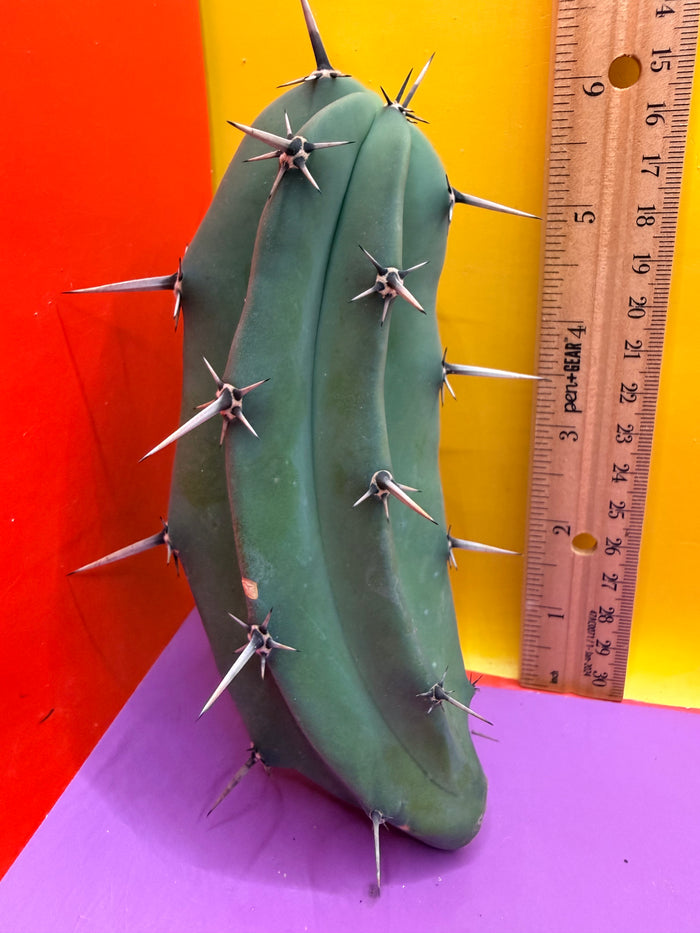 Myrtillocactus geometrizans