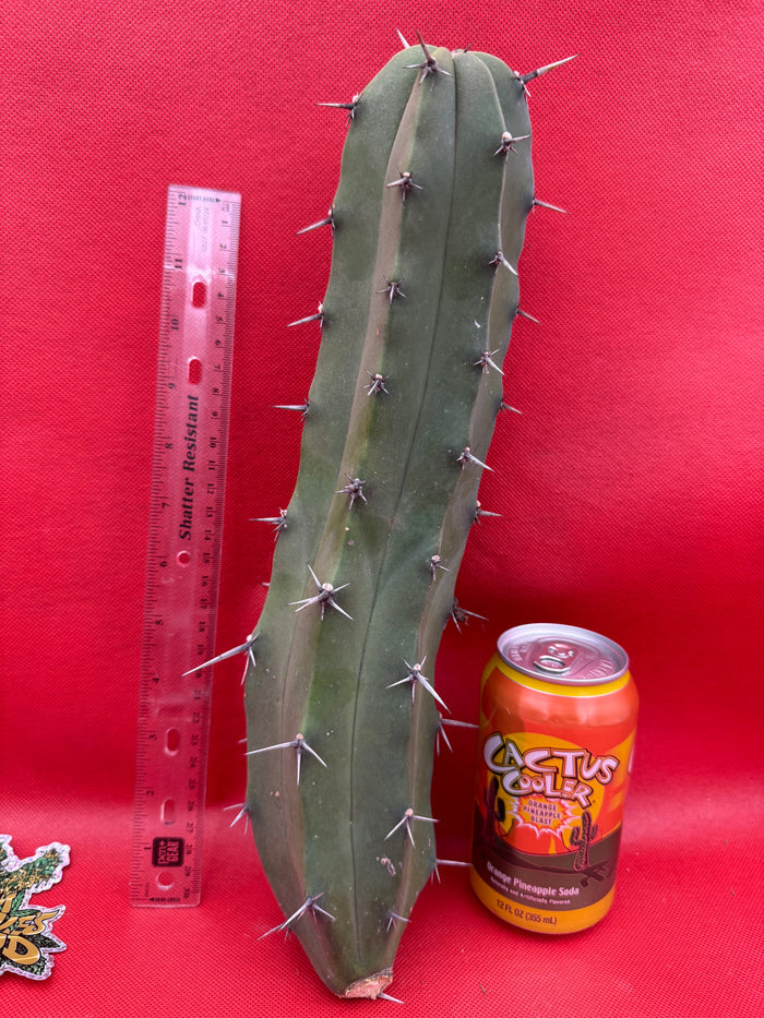 Myrtillocactus geometrizans