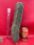 Myrtillocactus geometrizans
