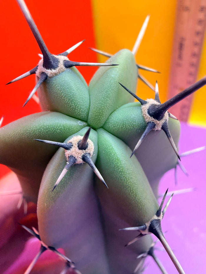 Myrtillocactus geometrizans