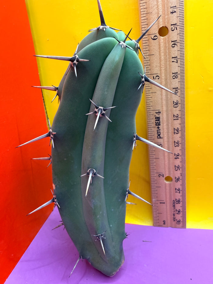 Myrtillocactus geometrizans