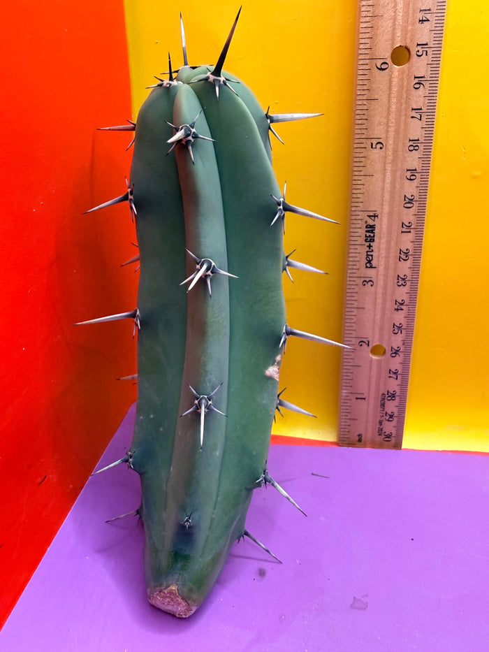 Myrtillocactus geometrizans