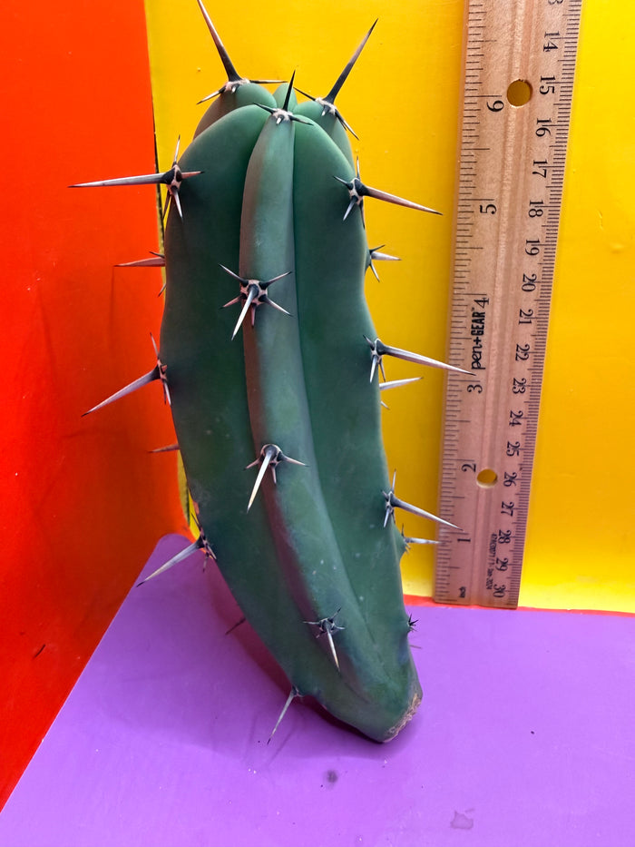 Myrtillocactus geometrizans