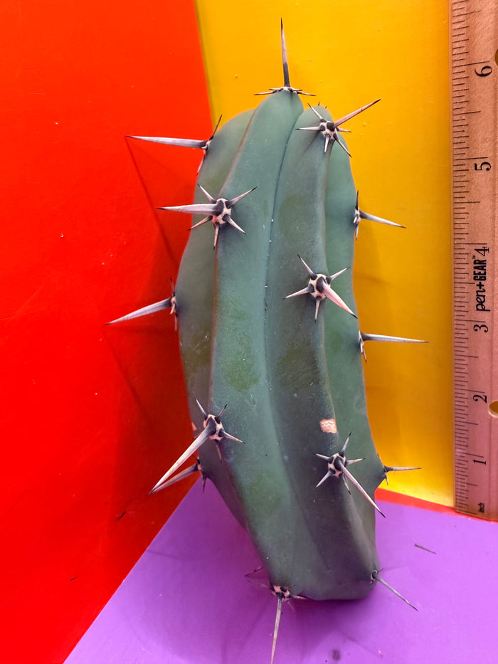 Myrtillocactus geometrizans