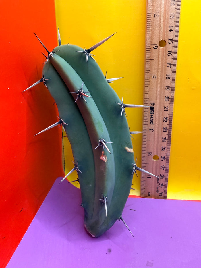 Myrtillocactus geometrizans