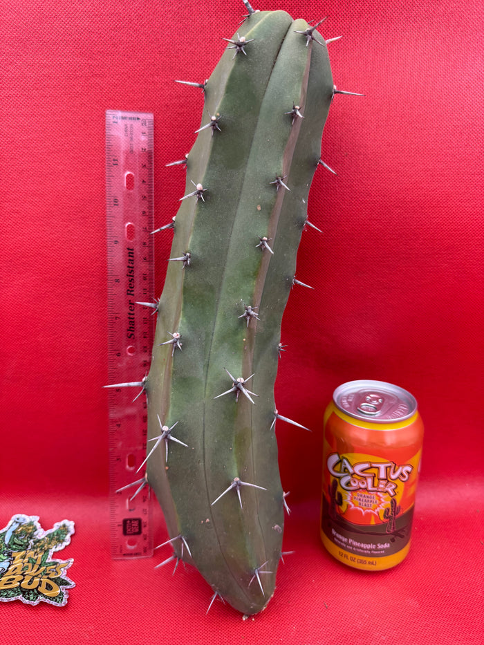 Myrtillocactus geometrizans