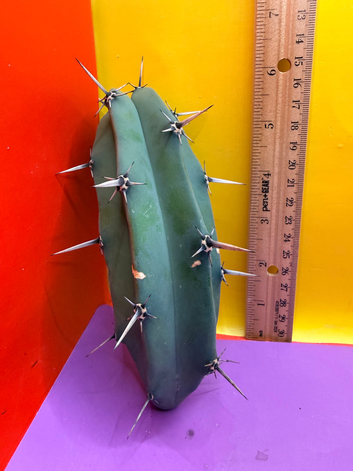 Myrtillocactus geometrizans