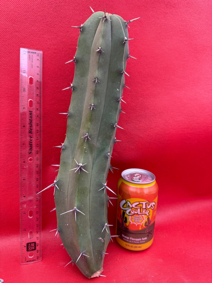 Myrtillocactus geometrizans