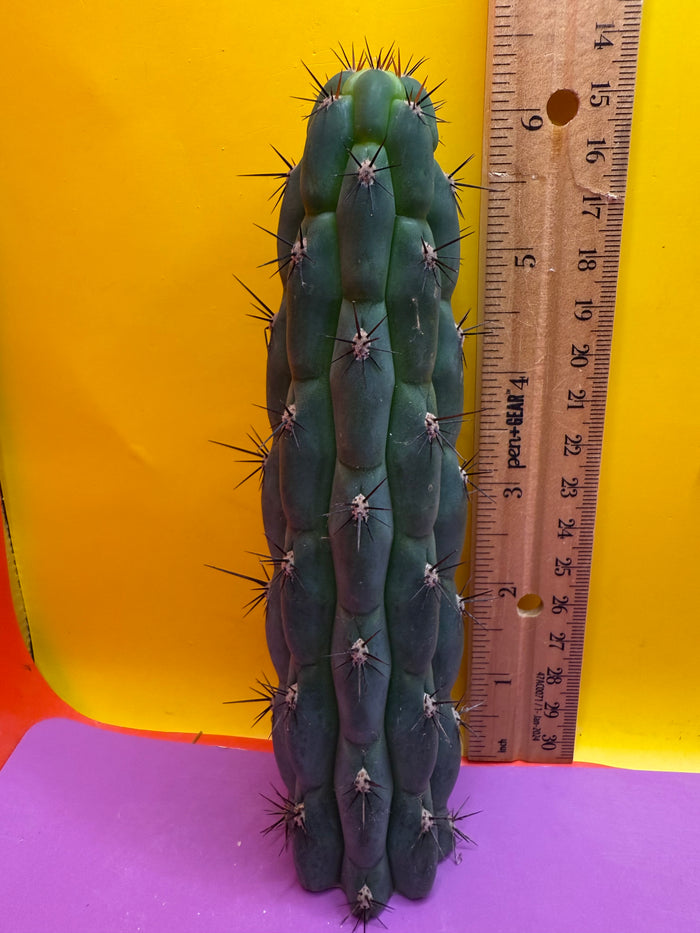 New years SALE ! San Pedro Cactus - “CHALA”