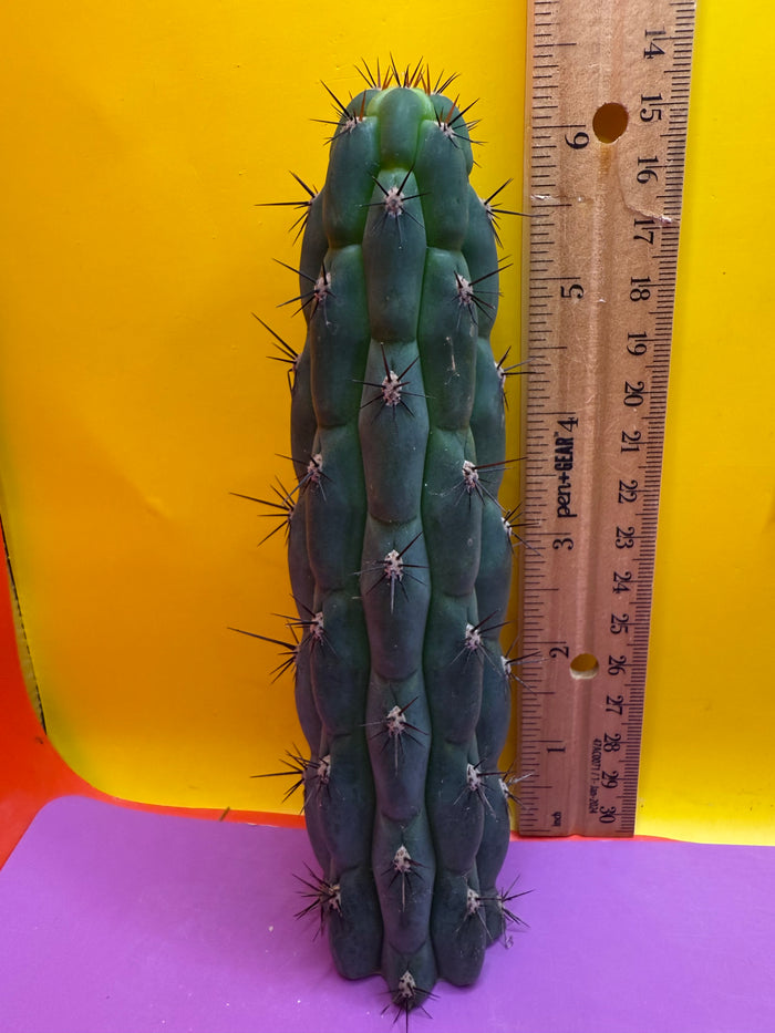 New years SALE ! San Pedro Cactus - “CHALA”