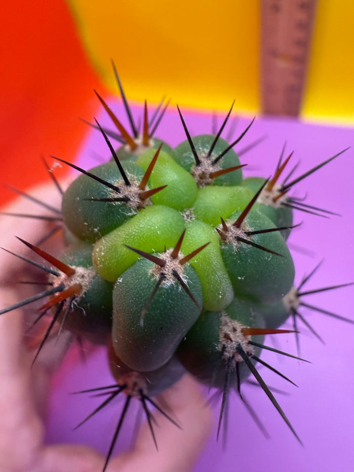 New years SALE ! San Pedro Cactus - “CHALA”
