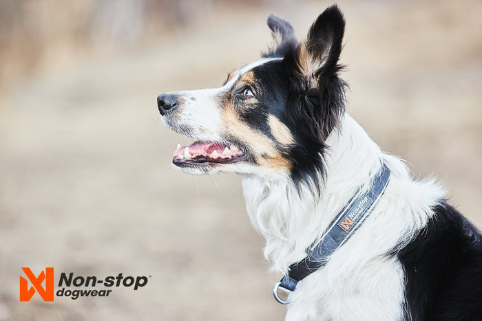 Lifestyle image of the Cruise Collar, a black collar, on a happy dog looking off to the side.