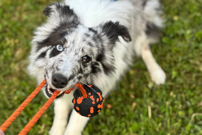 Dog playing tug with a Ball with Rope.