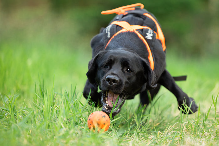 Black dog wearing a harness, chasing a Ball through a field.