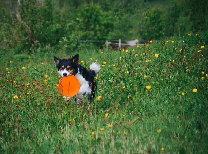 Dog running through a grassy field holding an orange Flying Disc.