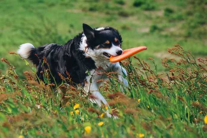 Dog running through a grassy field with a Flying Disc in their mouth.