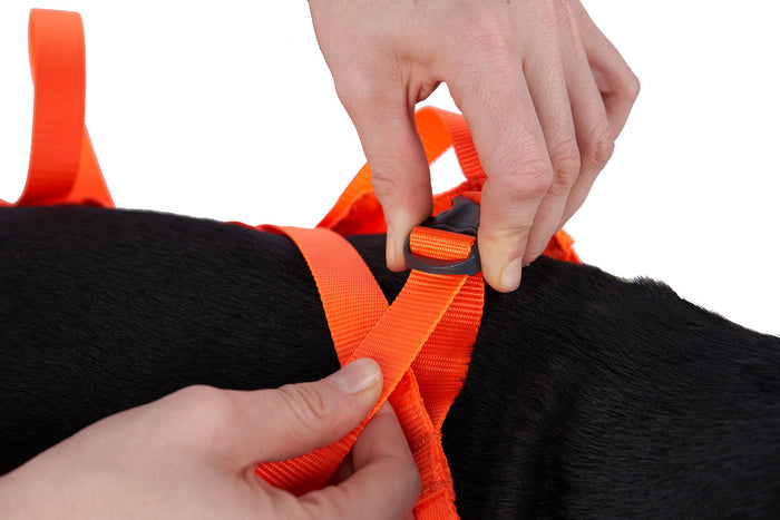 Stock image of the Dog Rescue Sling, showing a dog being buckled into the sling.