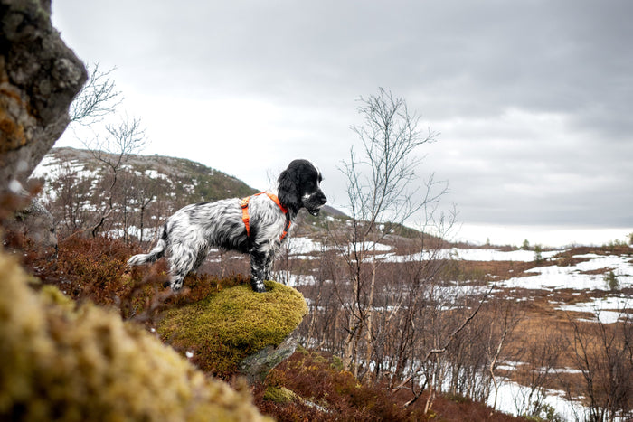 Lifestyle image of the Line Harness v5, worn on a black and white dog staring into the distance.