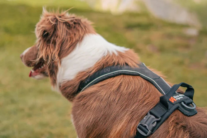 Non-stop - Line Harness with Grip