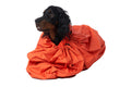 Stock image of a dog in an orange Bivvy Bag.