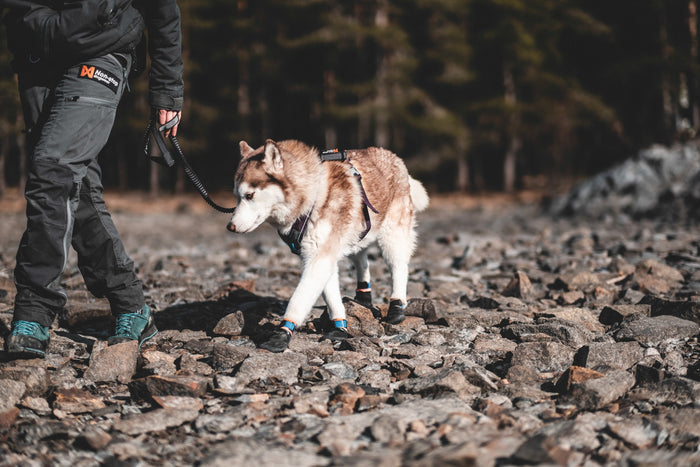 Lifestyle image of the Protector Booties, worn by a dog as they traverse some difficult terrain beside their owner.