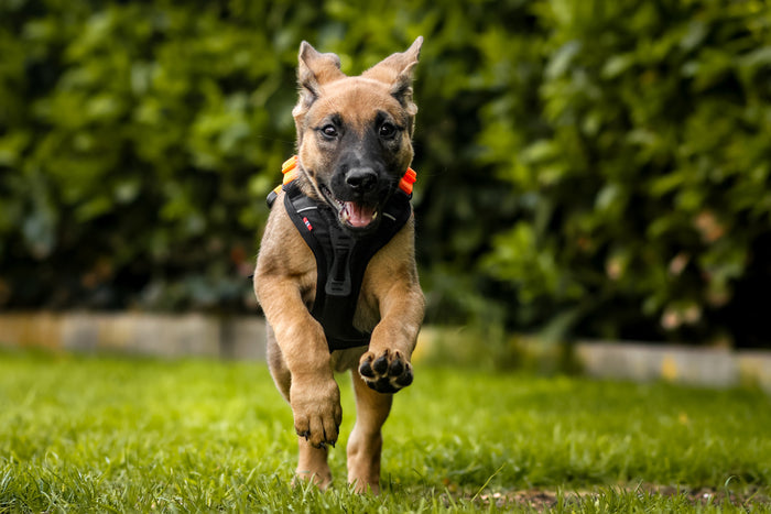 Non-stop - Ramble Harness *CLEARANCE*FINAL STOCKS