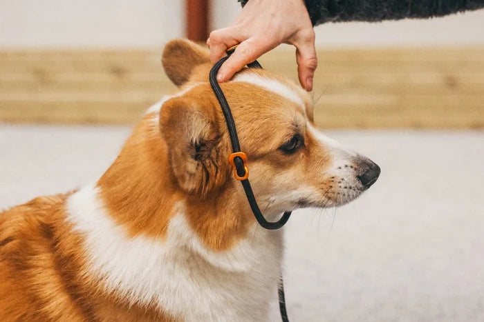 Non-stop - Retriever Leash