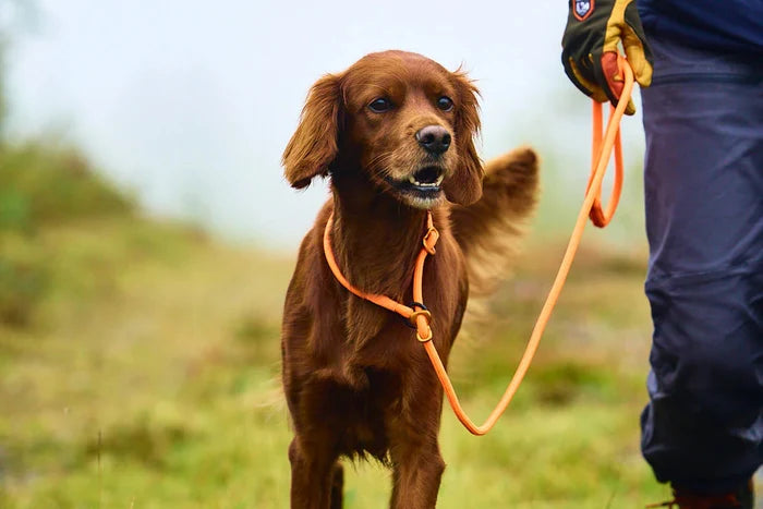 Non-stop - Retriever Leash
