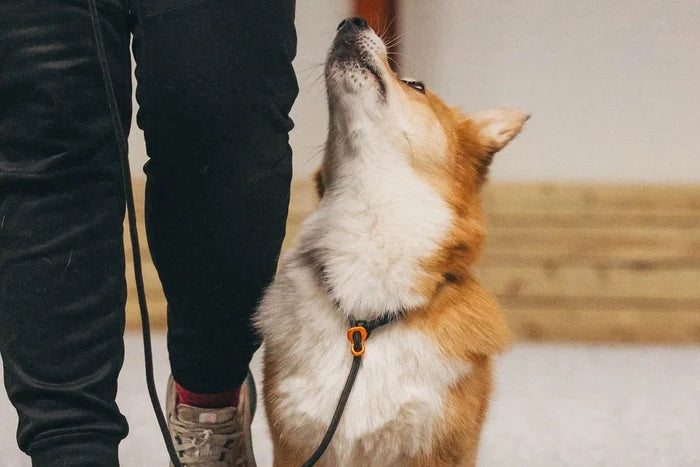 Non-stop - Retriever Leash