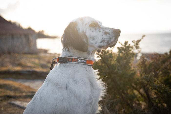 Lifestyle image of the orange Roam Collar, a collar with Non-stop branding, on a white dog staring into the distance.